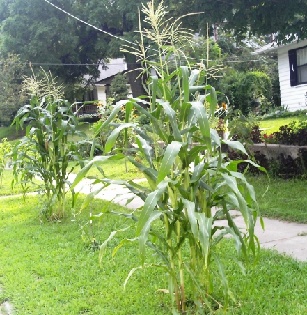 urban corn